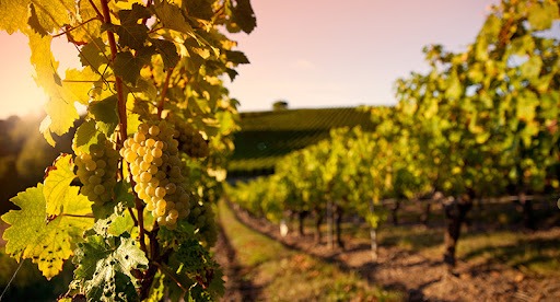Comment déguster un vin de Bourgogne : les bases