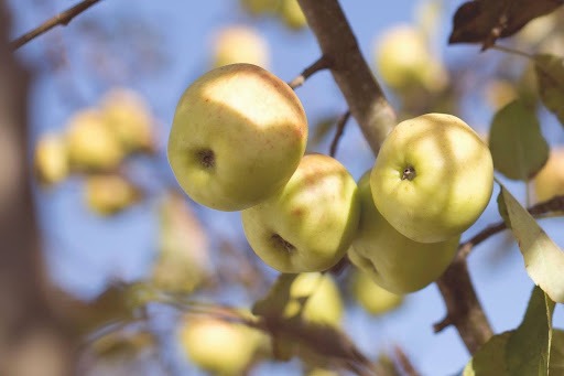 fabrication cidre